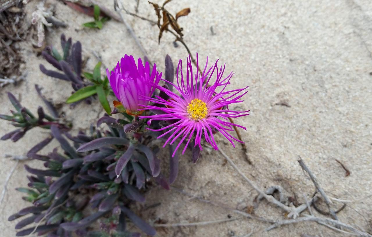 Morukuru Beach Lodge De Hoop Nature Reserve Kültér fotó