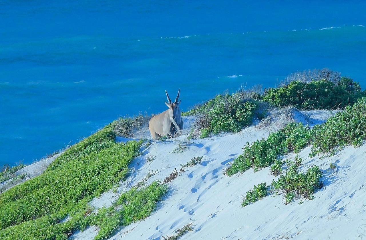 Morukuru Beach Lodge De Hoop Nature Reserve Kültér fotó