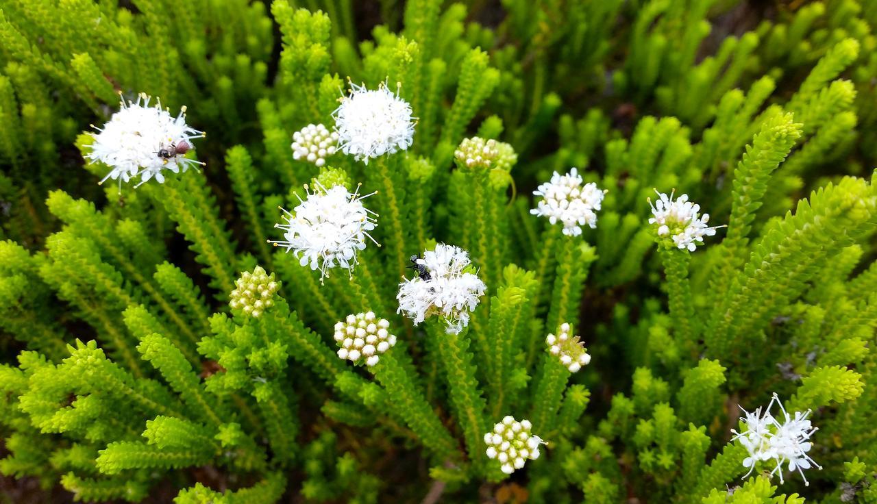 Morukuru Beach Lodge De Hoop Nature Reserve Kültér fotó