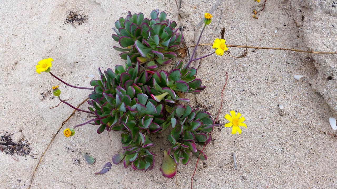 Morukuru Beach Lodge De Hoop Nature Reserve Kültér fotó